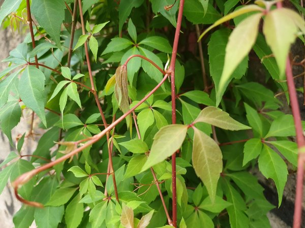 Nature-Based-Solutions: Von der Natur fürs Bauen lernen 